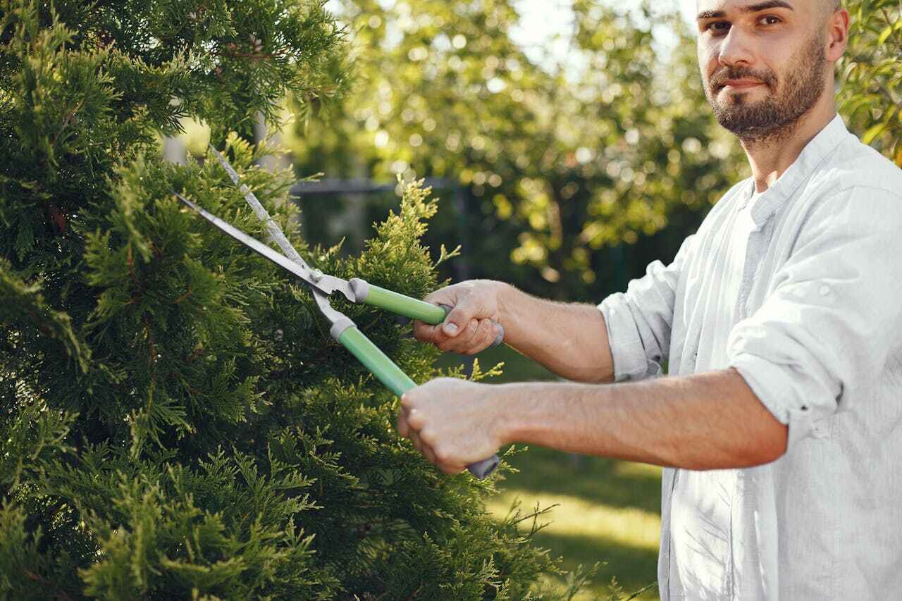 Tree Health Inspection